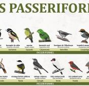 Imatge de la infografia