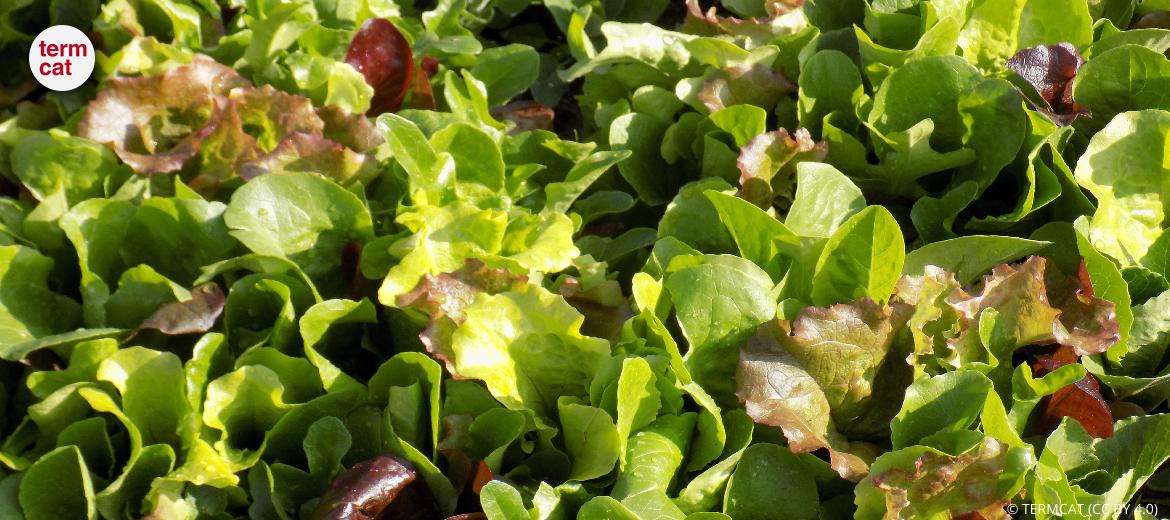 Ecològic o biològic?