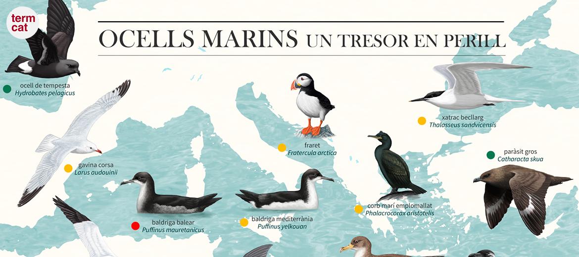 Infografia sobre els ocells marins