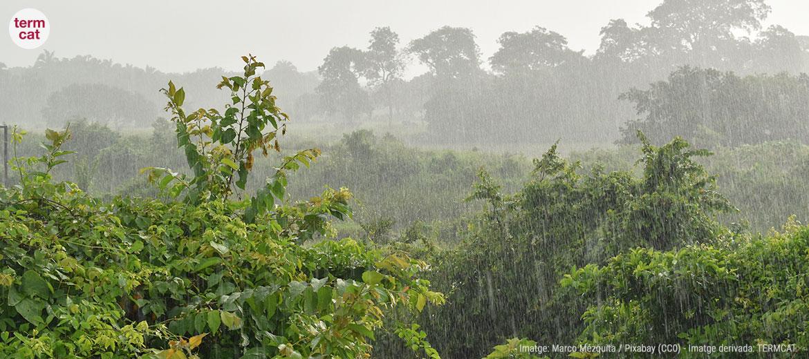 imatge de pluja sobre vegetació